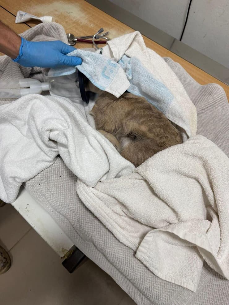 העופר נמצא בריא בבדיקה (צילום: דוברות הספארי ברמת גן) העופר נמצא בריא בבדיקה