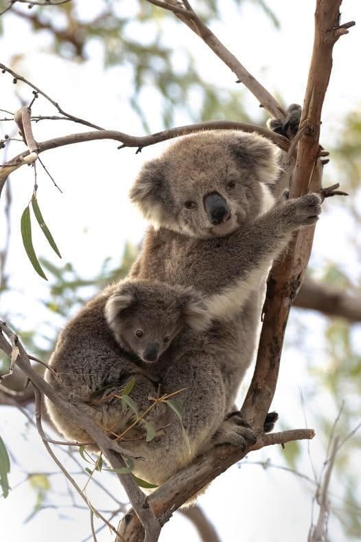 קואלה בטבע באוסטרליה