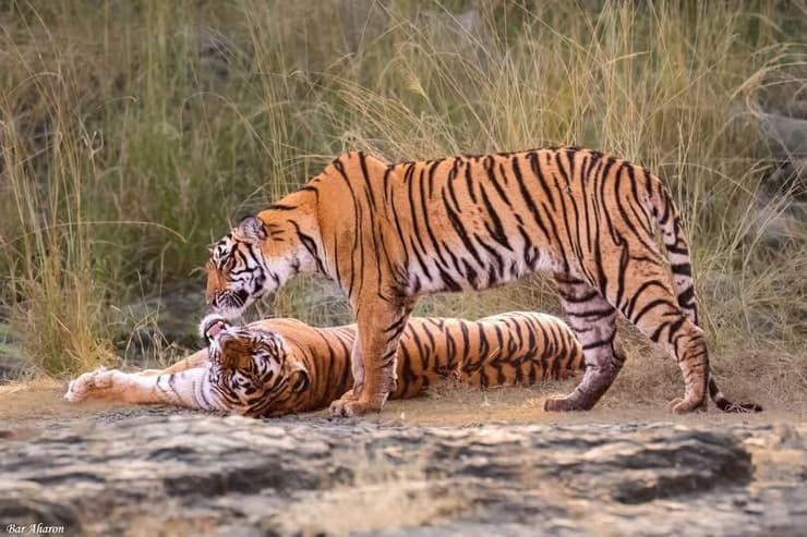 טיגריסים בהודו