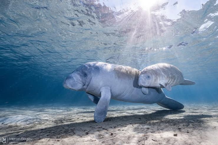 תחש הנהרות בפלורידה