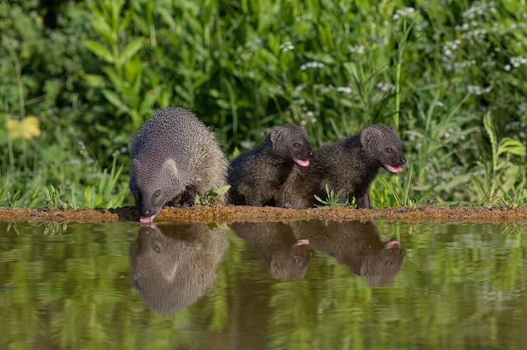 נמייה בוגרת ושני גורים בעמק יזרעאל