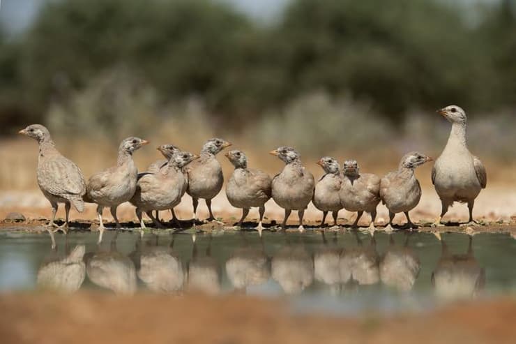 אמא קורא עם צאצאיה בנגב