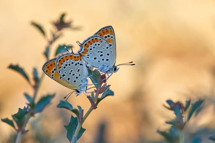 פרפרי נחושתן החומעה בישראל