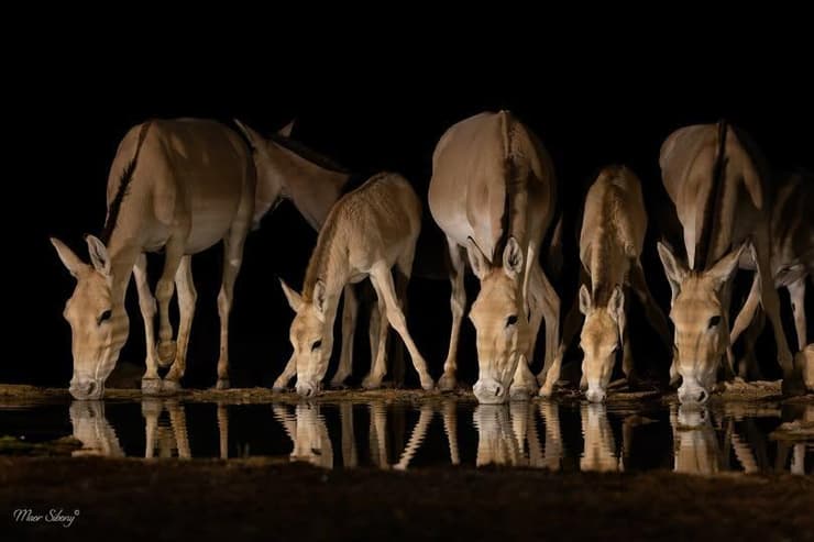 משפחת פראים בנגב