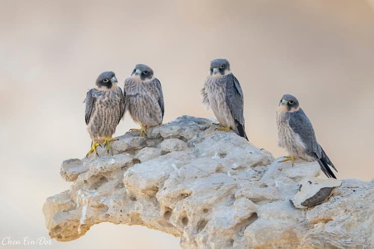 משפחת בזים שחורים בנגב