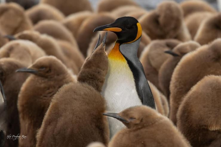 פינגווין מלכותי באיי ג'ורג'יה הדרומית