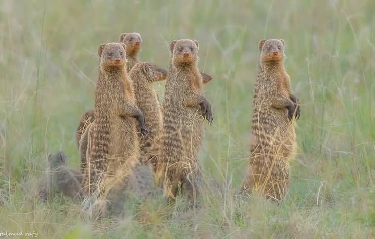 נמייה מפוספסת בקניה