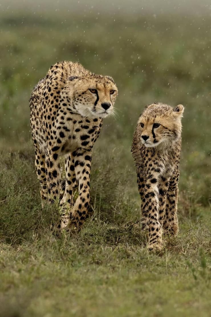 אמא וגור ברגע מקסים בגשם באפריקה