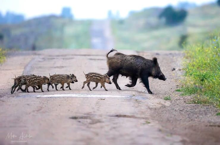 משפחת חזירי בר ברמת הגולן
