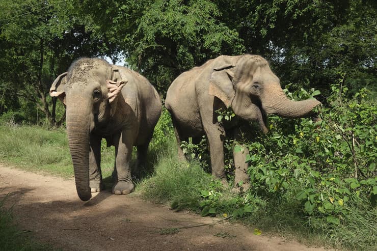 צמד פילים אסייתיים בתאילנד