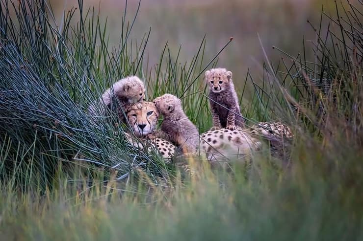 צ'יטה ושלושה גורים באפריקה