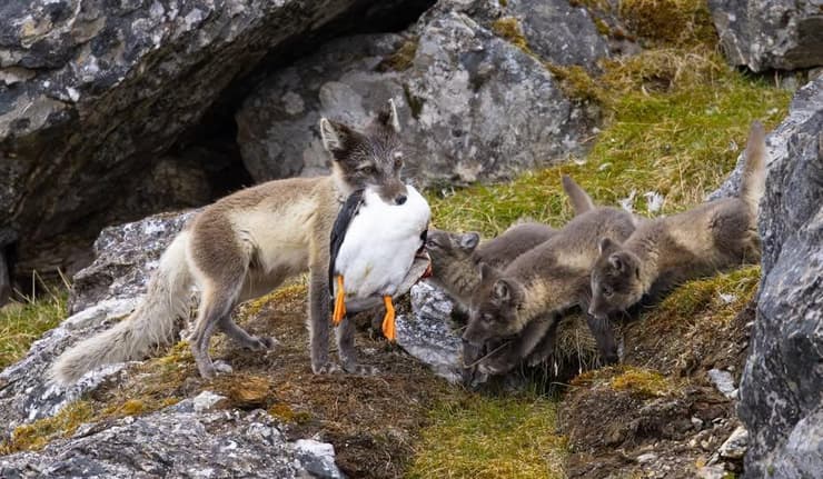 שועלים ארקטים בסבאלברד