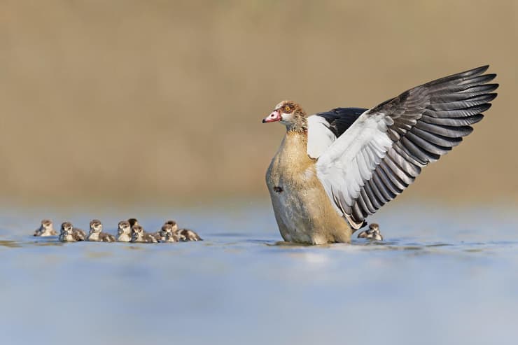 יאורית מצרית בהגנה על גוזליה
