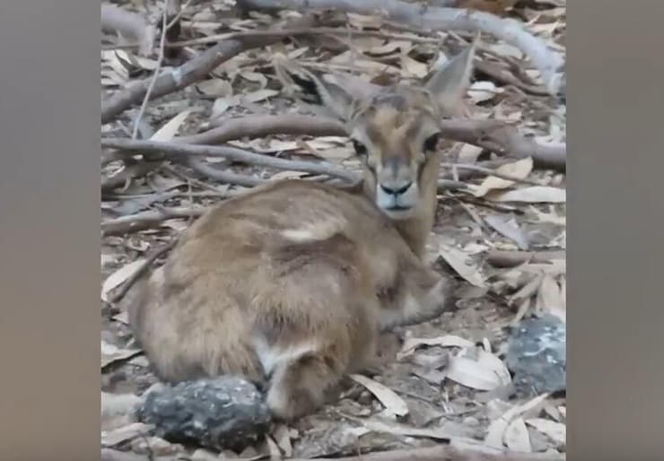 העופר לאחר שהושב למשפחתו (צילום: דוברות הספארי ברמת גן) העופר לאחר שהושב למשפחתו