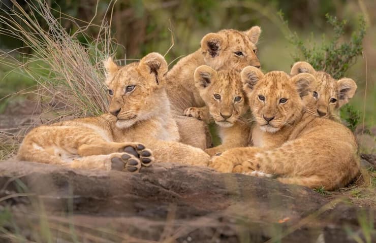 חמשת האחים גורי האריות באפריקה