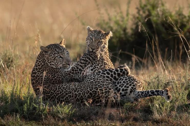 נמרה ובנה בקניה