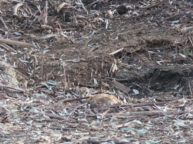 העופר לא זז לאחר שהושב (צילום: דוברות הספארי ברמת גן) העופר לאחר שהושב למשפחתו