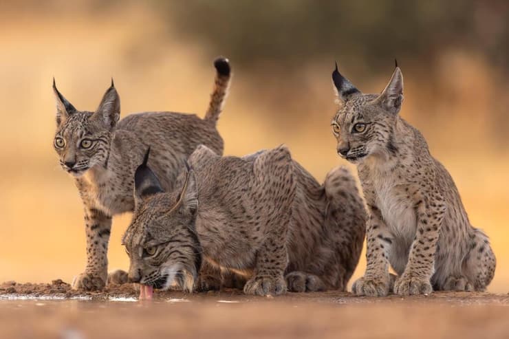 משפחת שונרים איבריים בספרד