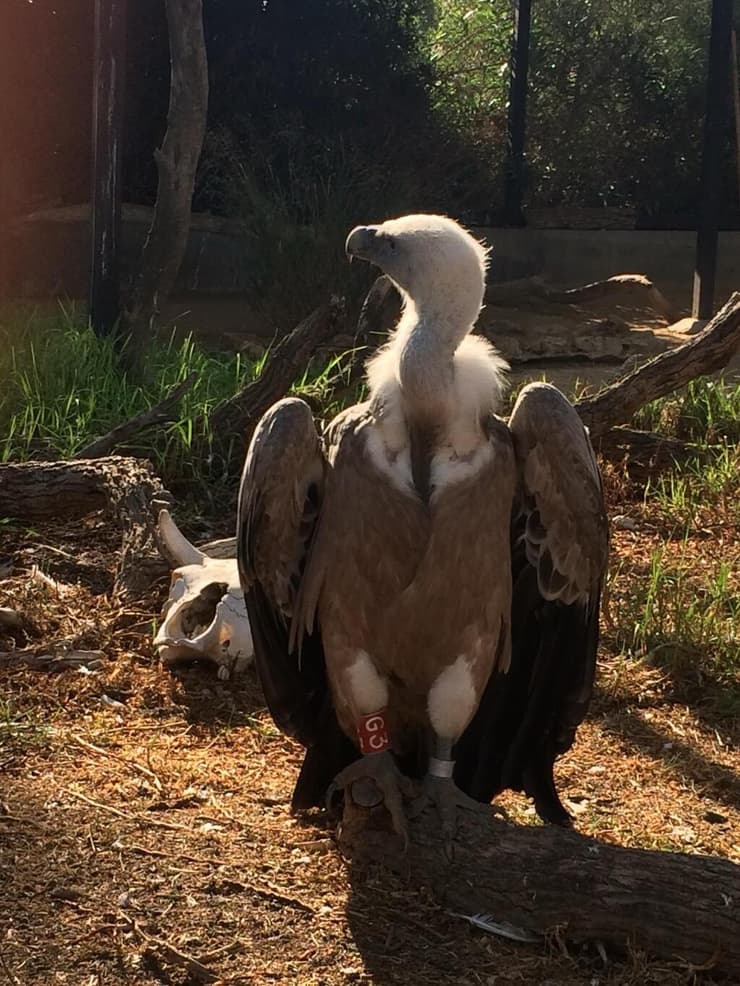 הרקולס. חי בשנים האחרונות במדבריום בבאר שבע