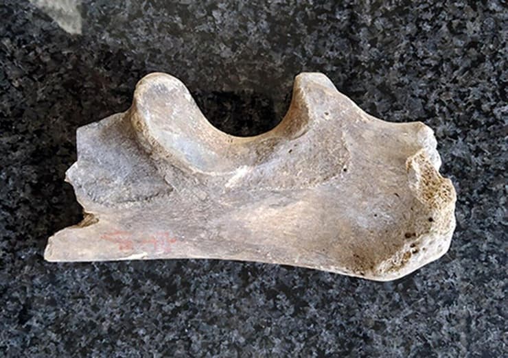 מאובן של אריה מערות ממחוז יאמאגוצ'י ביפן (צילום: Nobuyuki Yamaguchi) מאובן של אריה מערות ממחוז יאמאגוצ'י ביפן