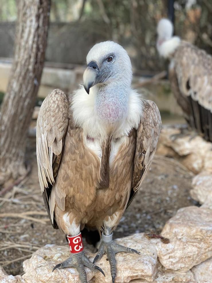 הרקולס. בן 51 במותו