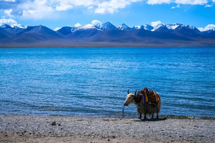 יאק על גדות נהר נאם קו בטיבט (צילום: ZCOOL HelloRF/Shutterstock) יאק על גדות נהר נאם קו בטיבט