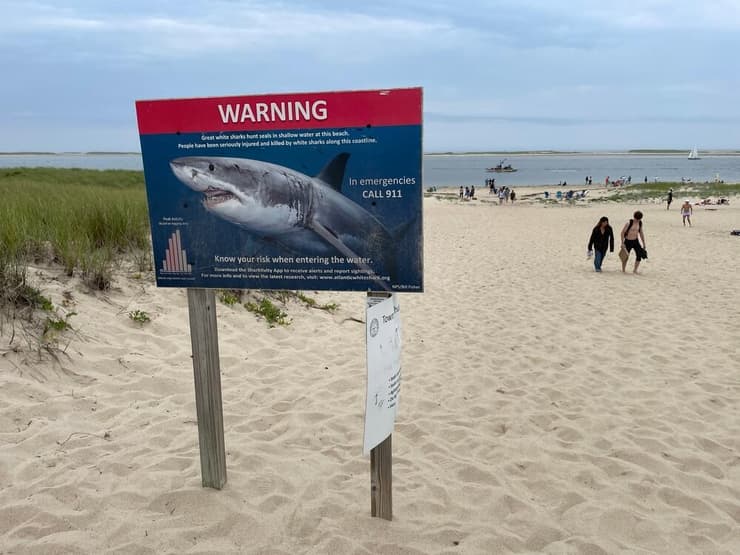 שילוט המזהיר מפני כרישים בחוף במסצ'וסטס