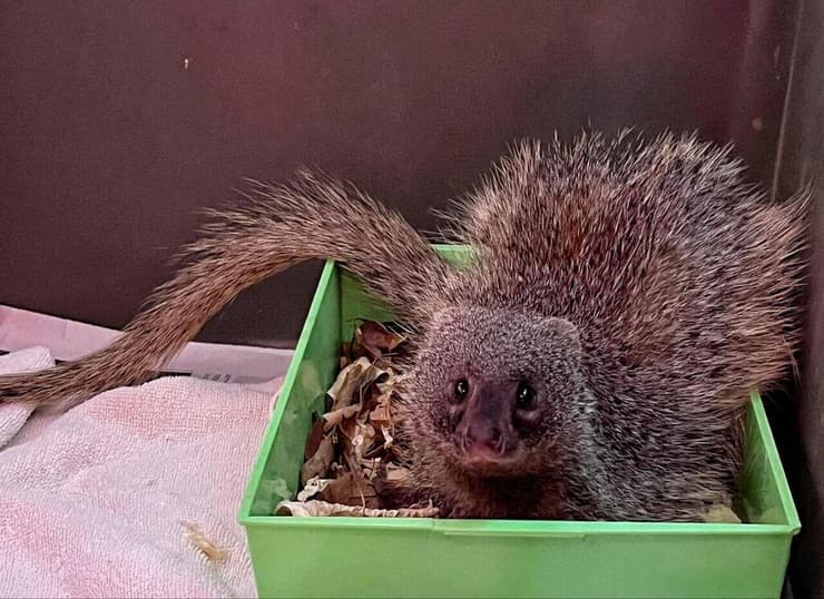 הנמייה שחייה ניצלו (צילום: מרכז האקלום לחיות בר קק"ל באגמון החולה) הנמייה שחייה ניצלו