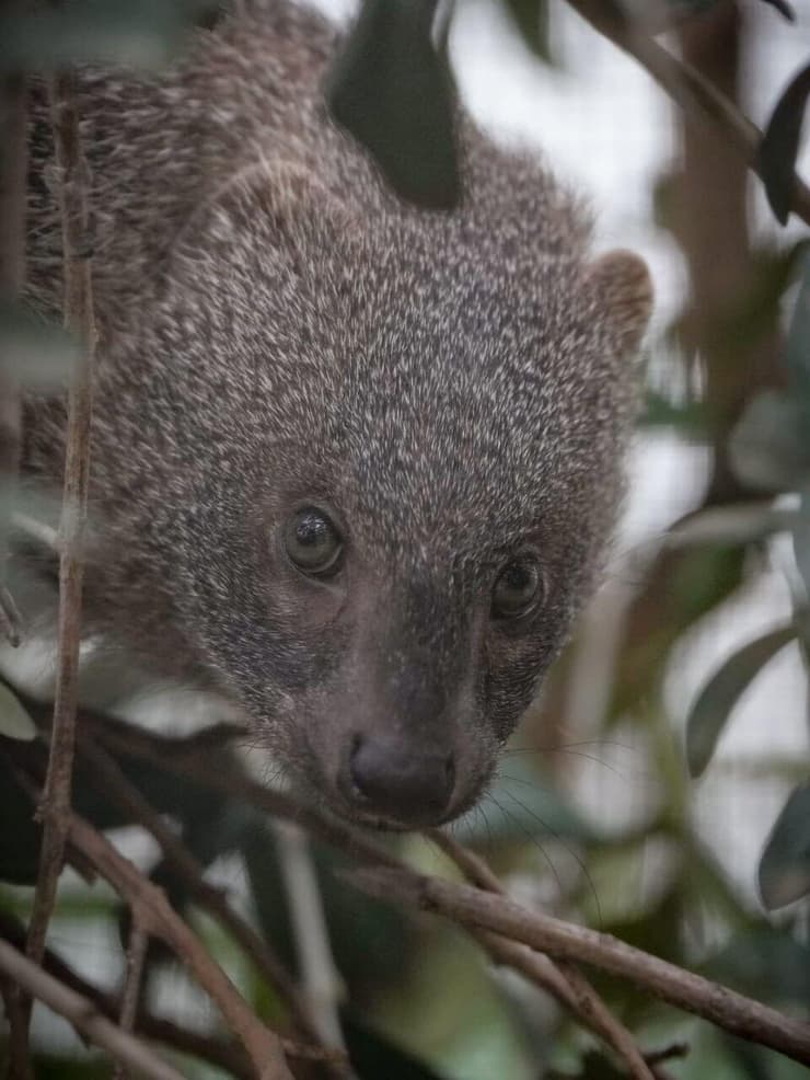 הנמייה הושבה לטבע (צילום: מרכז האקלום לחיות בר קק"ל באגמון החולה) הנמייה הושבה לטבע