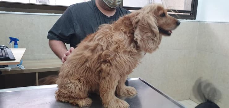 פאקו, קוקר ספניאל בעודף משקל, שהשתתף במחקר שבחן את הקשר בין השמנה לעלייה בלחץ התוך־עיני בכלבים