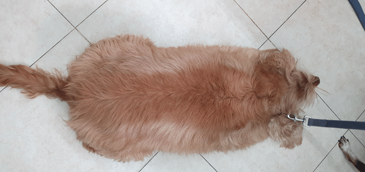 פאקו, קוקר ספניאל בעודף משקל, שהשתתף במחקר שבחן את הקשר בין השמנה לעלייה בלחץ התוך־עיני בכלבים