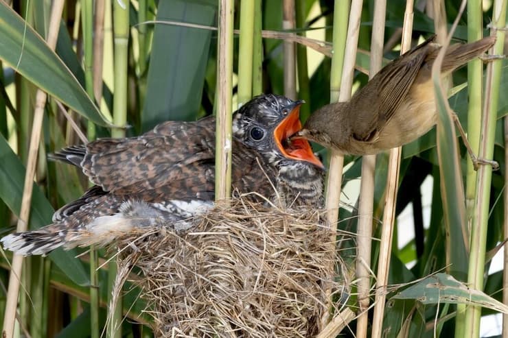 בוקר טוב חמודי, תסיים לינוק ונצא לצוד ארנבות יחד. זאבה אפורה מאכילה ומלקקת את שני גוריה