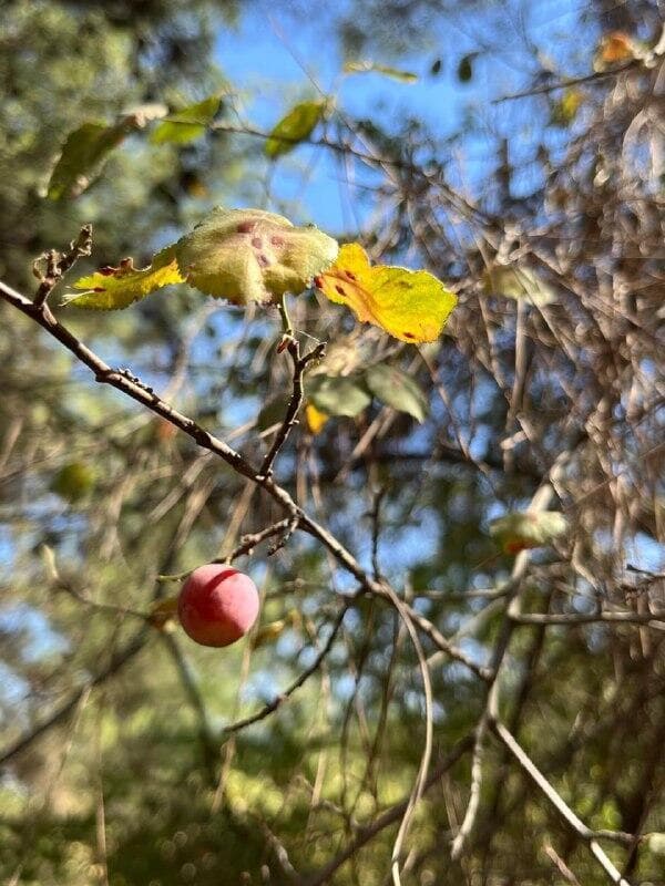 שזיף הדוב (צילום: אלמוג רם, קק״ל
) שזיף הדוב