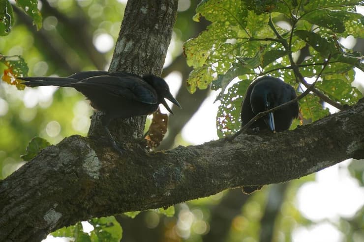 תחשבו כמה גדול מוחם של בני דור ה-Y, שעוזבים את בית הוריהם בגיל 30 פלוס! עורב ניו-קלדוניה זוכה לטיפול הורי ממושך, מפתח מוח גדול, ולומד להשתמש בכלים