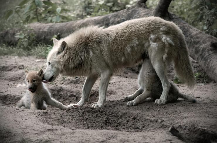 בוקר טוב חמודי, תסיים לינוק ונצא לצוד ארנבות יחד. זאבה אפורה מאכילה ומלקקת את שני גוריה