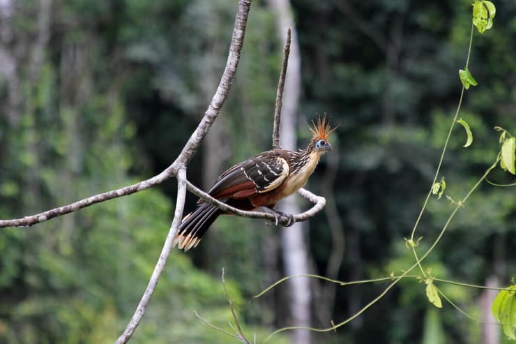 הואצין, מין של עוף אוכל עלים, שנמנה על חיות הבר שבתי הגידול שלהן נפגעות כתוצאה מבירוא יערות הגשם באמזונס (צילום: Ryan M. Bolton/Shutterstock) הואצין, מין של עוף אוכל עלים, שנמנה על חיות הבר שבתי הגידול שלהן נפגעות כתוצאה מבירוא יערות הגשם באמזונס