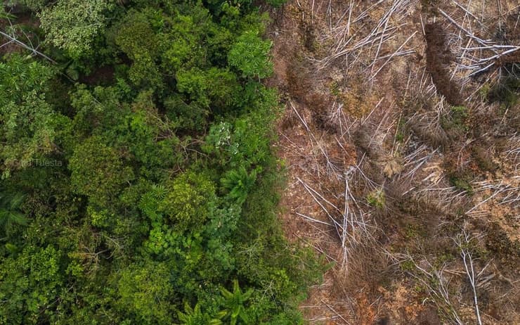 בירוא יערות באמזונס הפרואני (צילום: Gino Tuesta/Shutterstock) בירוא יערות באמזונס הפרואני