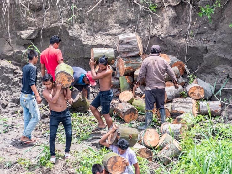כורתי עצים באמזונס הפרואני (צילום: Nowaczyk/Shutterstock) כורתי עצים באמזונס הפרואני