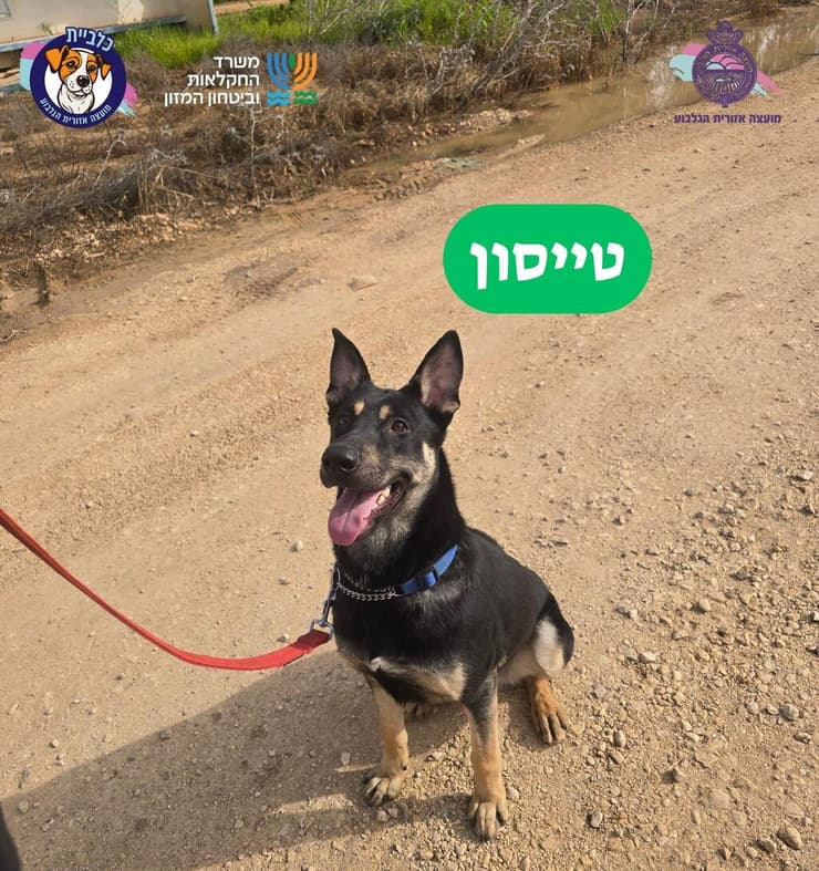 טייסון