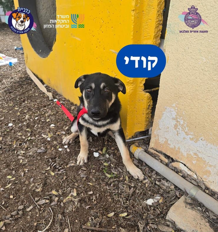 קודי