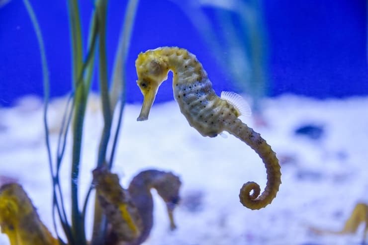 סוסוני ים, בהם הזכרים נושאים את הביצים בתוך גופם, הם הדוגמה המוכרת ביותר לטיפול הורי ייחודי, אך בטבע ישנם מגוון דרכים לטפל בצאצאים. בתמונה סוסון ים