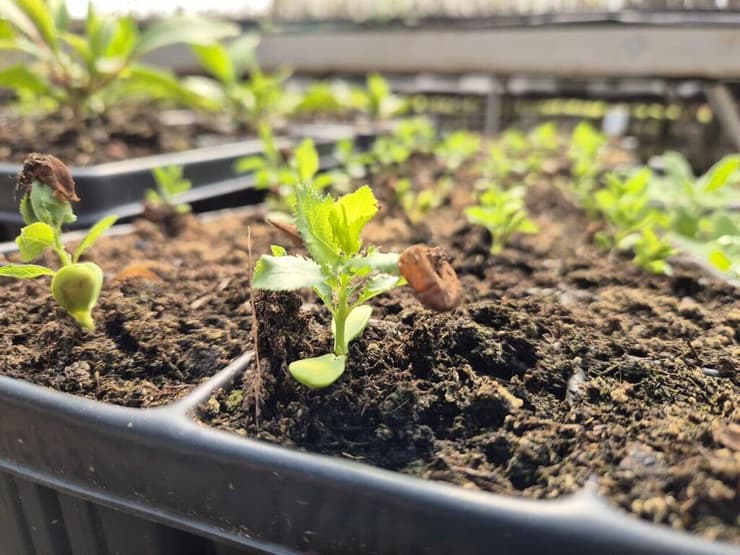 ההנבטה במשתלה של קק"ל (צילום: באדיבות קק״ל) ההנבטה במשתלה של קק"ל