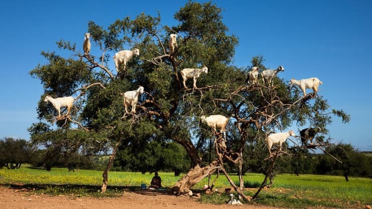 עיזים אפריקניות על עץ הארגן, צילום מתוך תערוכת העבודות של נט"ל בבנק הפועלים