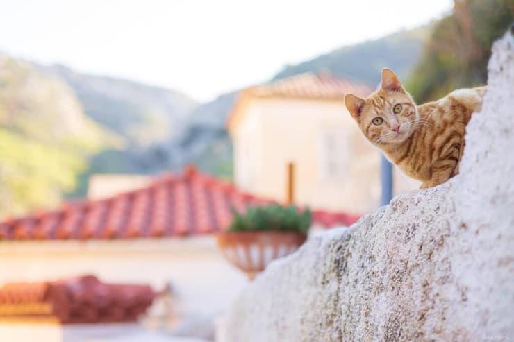 חבר שפגשנו בדרך (צילום: אמיר ירחי) טיול לאי היווני הכי שקט שיש