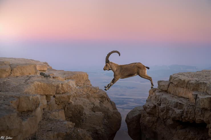 יעל במצפה רמון