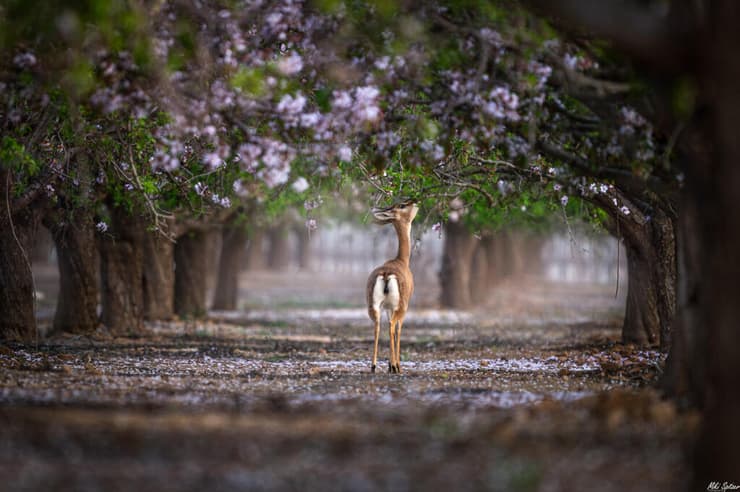 צבי ארצישראלי