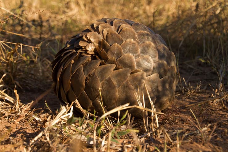 פנגולין בהתגוננות