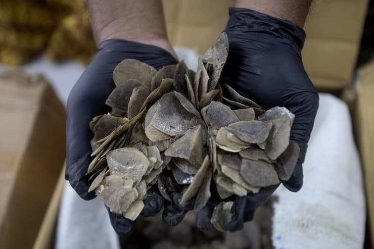 קשקשי פנגולין שנתפסו באינדונזיה 