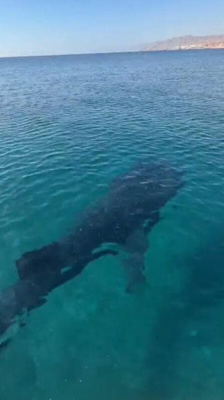 הכריש הלווייתני שנצפה במפרץ אילת
