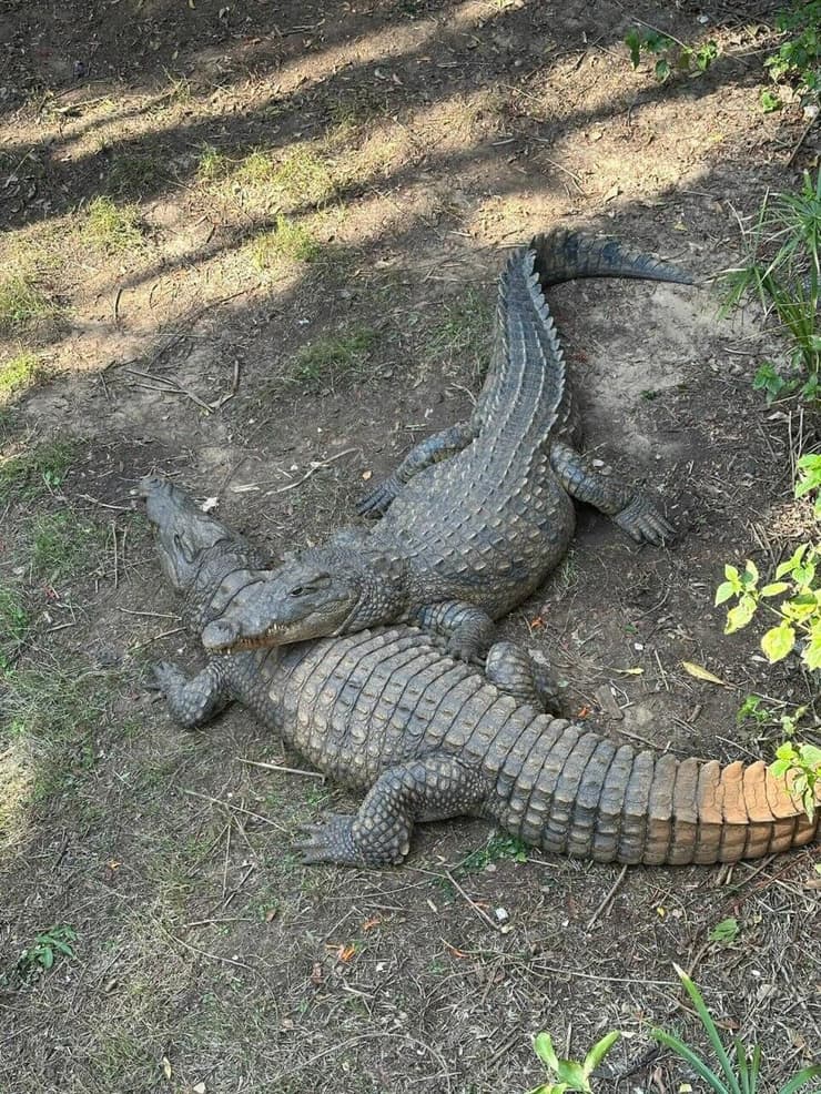 תנינים בספארי